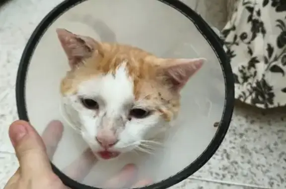 Gato perdido macho, Avenida del Perú, 151, Roquetas de Mar - lleva collar isabelino - photo
