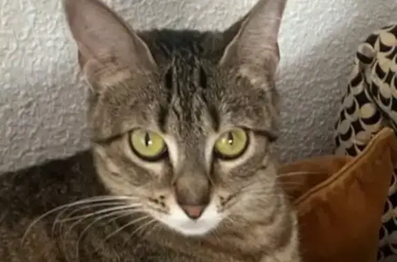 Animales perdidos Madrid, foto: Perdido gato hembra, Calle Píndaro, Las Rozas de Madrid, Madrid