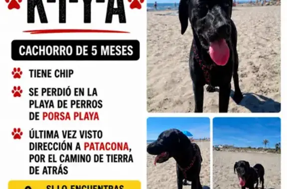 Perro perdido hembra en Alboraya, Valencia: arnés negro con cerezas - photo