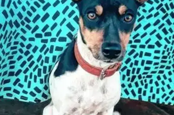 Perdido perro hembra, Autovía Mudéjar, Algimia de Alfara, Sagunto - ratonera valenciana blanca y negra - photo