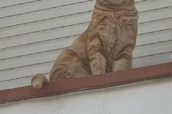 Gato perdido macho, La Alcaidesa, San Roque — tiene chip y es amigable - photo
