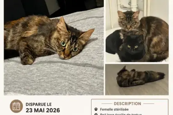 Animaux perdus Notre-Dame-de-Gravenchon, photo: Chat perdu, Allée des Charmes, 11, Port-Jérôme-sur-Seine, Notre-Dame-de-Gravenchon - femelle, noir rouquin poil long