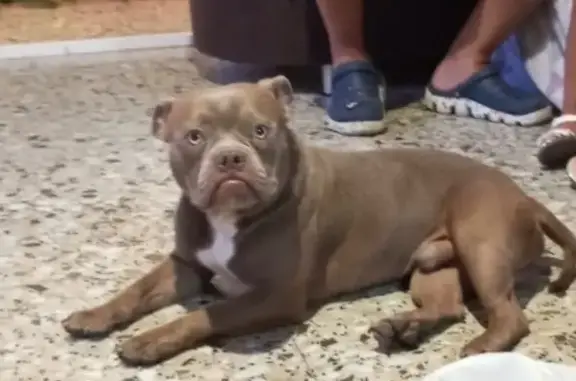 Perro perdido macho, Carrer del Plaer, 52, Mutxamel, El Campello - lleva un collar azul - photo