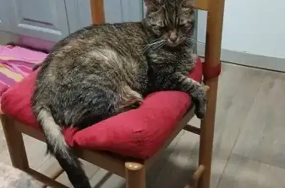 Perdido gato masculino, Calle Arte Herreriano, 8, Getafe, Madrid - grande y delgado por enfermedad - photo