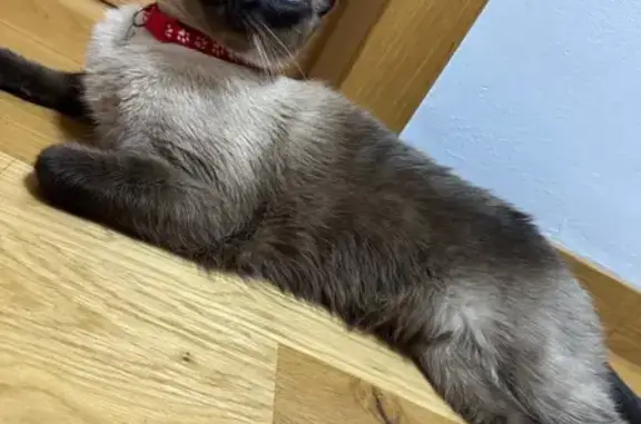 Animales perdidos Puente de Vallecas, foto: Perdido gato masculino, Avenida de la Albufera, 106, Puente de Vallecas - siamés de ojos azules