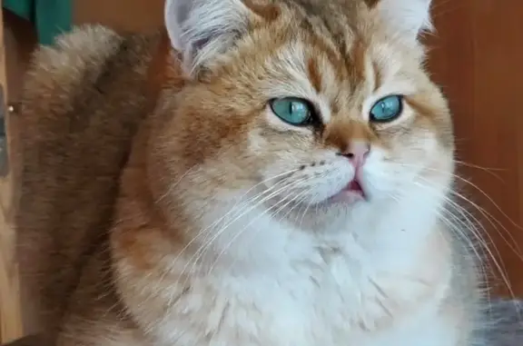 Animales perdidos Alcobendas, foto: Perdido gato masculino, Paseo de Fuente Lucha, 13, Alcobendas - british golden shorthair dorado