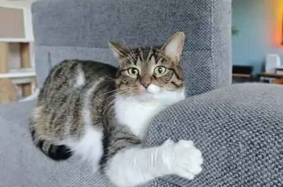 Animaux perdus Libercourt, photo: Chat perdu, Rue Blanqui, Libercourt, Bruay-la-Buissière - femelle tigrée et blanche, boîte légèrement des pattes arrières