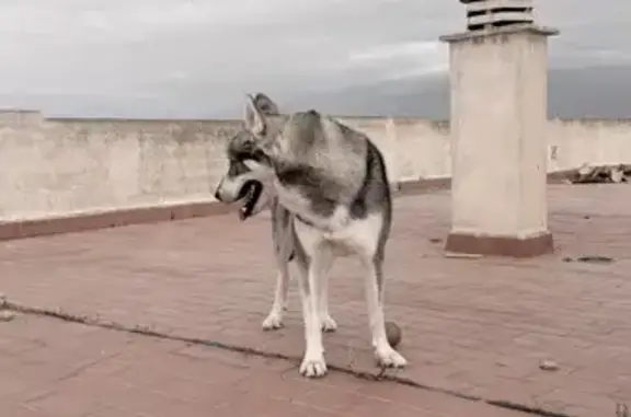 Perdido perro masculino, Roquetas de Mar, Andalucía, Sevilla — perro lobo americano, parecido a un husky, herido - photo