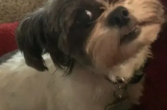 Missing dog Roseland, photo: Lost dog, Wellington Street, South Bend, Arlington - female, friendly, goes by Muneca