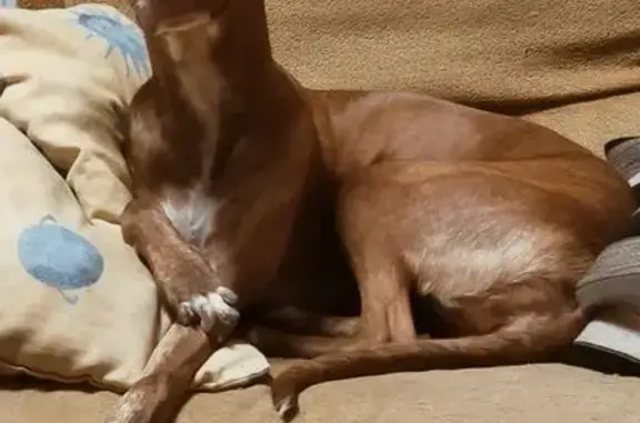 Perro perdido hembra, Algemesí, Comunidad Valenciana - cruce de podenca marrón con mechón blanco en el lado derecho - photo