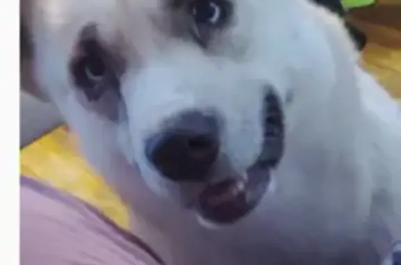 Lost dog, female, West Dartmouth Street, 1713, Flint, Flint - all-white and cream-colored Husky - photo