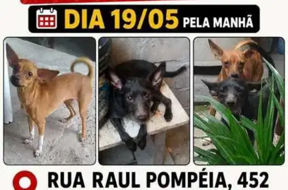 Cachorro perdido Macho (brl002817) - photo