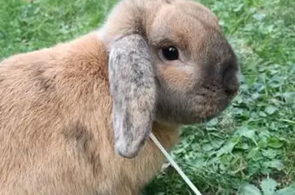Chien perdu Saint-Coulomb, photo : Perdu chien mâle, Résidence Artimon 2, 55, Saint-Coulomb - lapin nain beige