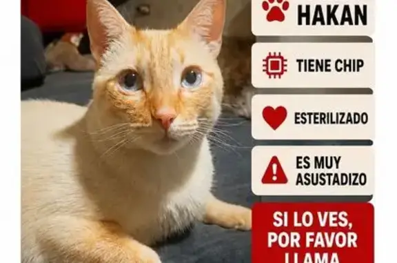 Gato perdido macho, Calle Flamenco, El Romeral, Alhaurín de la Torre - grande y esterilizado - photo