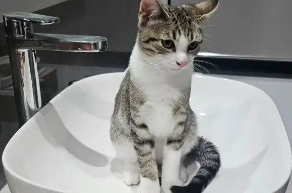 Lost cat, Rossiter Retreat, Casey City, Melbourne - male tabby with yellow collar - photo