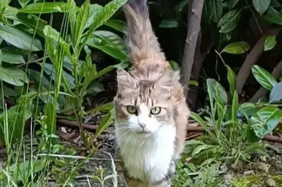 Animaux trouvés L'Union, photo: Chat trouvé, Chemin du Sablet, 5, L'Union, L'Union - très câlin et sociable