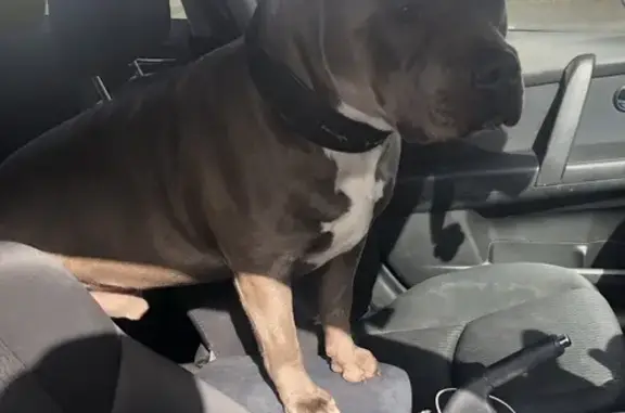 Lost dog, Melbourne - photo