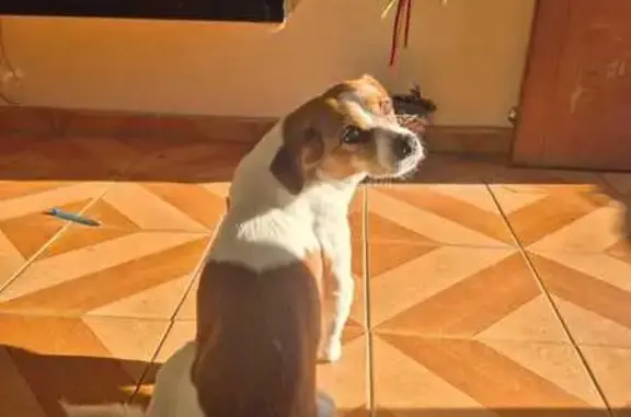 Cachorro perdido Fêmea (brl002838) - photo