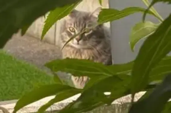 Animaux trouvés Romainville, photo: Trouvé chat, Allée du Belvédère, 7, Romainville