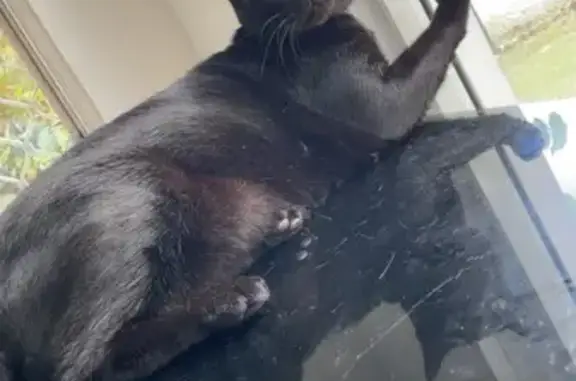 Missing cat Palmerston, photo: Lost cat, Bangalow Way, Palmerston - male, black, yellow eyes