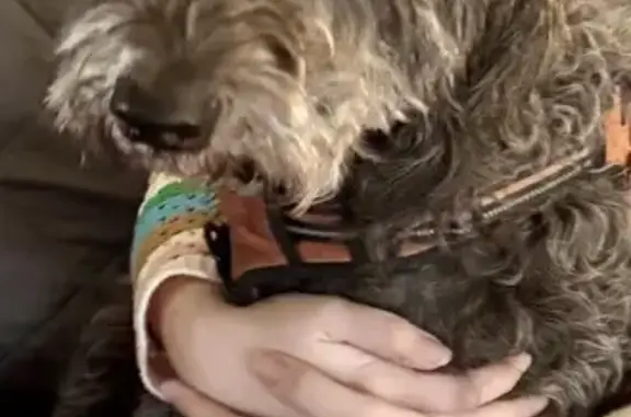 Missing dog Samburg, photo: Lost dog, female, Samburg, Tennessee - sheepadoodle with gray curly fur and a white chest patch