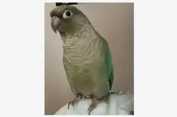 Lost bird, Love Lane, 103, Cowesett, Warwick - male green cheek conure - photo