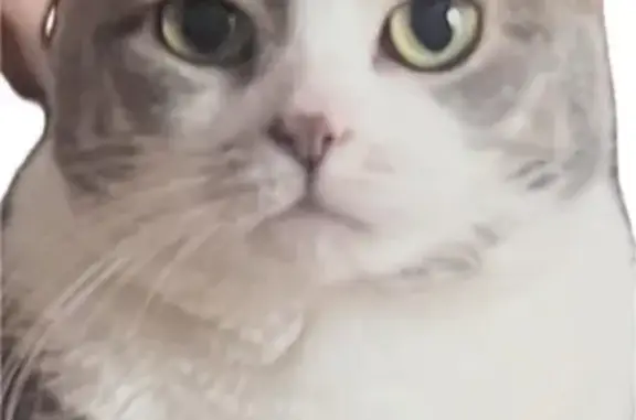 Lost cat, Dale Street, 8, Haverhill - grey, microchipped - photo