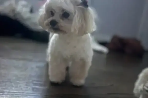 Lost dog, East 40th Street, 741, Chicago - female, just groomed - photo