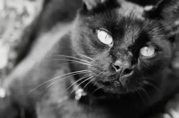 Lost cat, Oswalt Road, Clermont - female, all black, declawed - photo