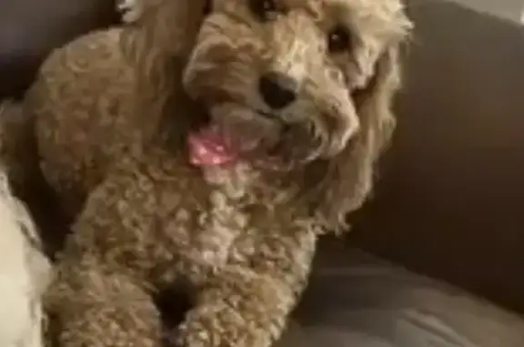 Lost dog, Thomasville, North Carolina, Thomasville - female, very curly hair, white tip on tail - photo