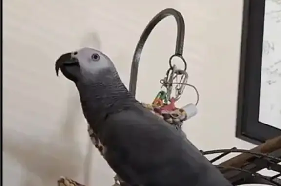 Lost pets Pico Rivera, photo: Lost bird, Aero Drive, 9436, Pico Rivera