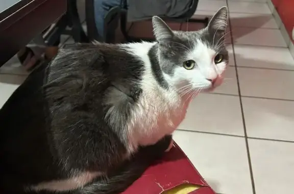 Gatos perdidos, Victoria de Durango, foto: Perdido gato, Privada San Martin, Victoria de Durango - esterilizado, responde al nombre de GUEGUE