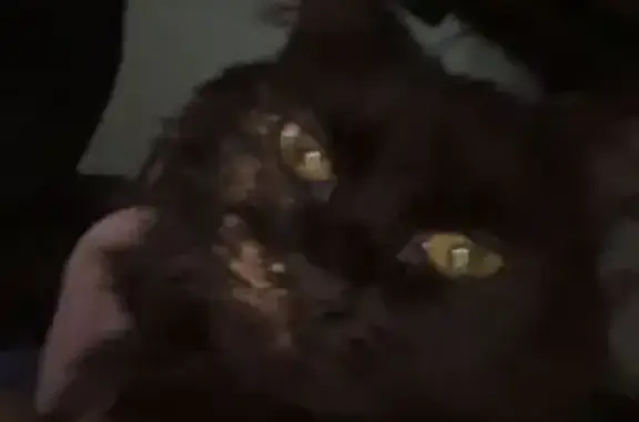 Lost cat, Westpoint Street, Taylor - small and very scared - photo