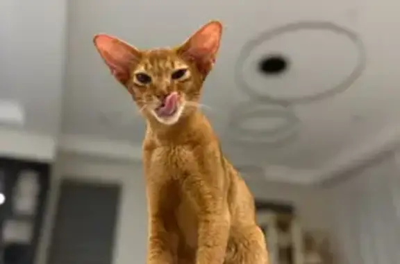 Lost cat, Coventry Road, Sydney - male, light brown/cinnamon coat, slender figure - photo
