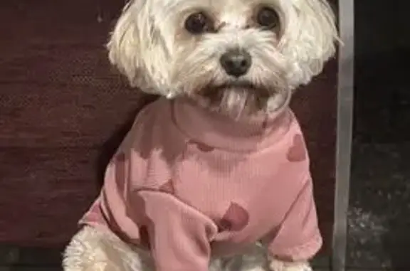 Lost dog, female, Carrington Road, 105, Melbourne, Manningham (VIC) - small brown dog wearing a shirt with a heart pattern - photo