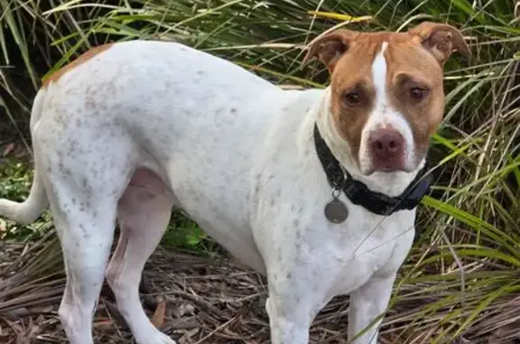 Lost dog, female, Dame Patti Drive, 7, Noosa, Brisbane - wearing a purple harness and black collar - photo