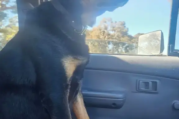 Lost dog, Dalgety Road, 369, Swan View - male kelpie, 12 years old - photo