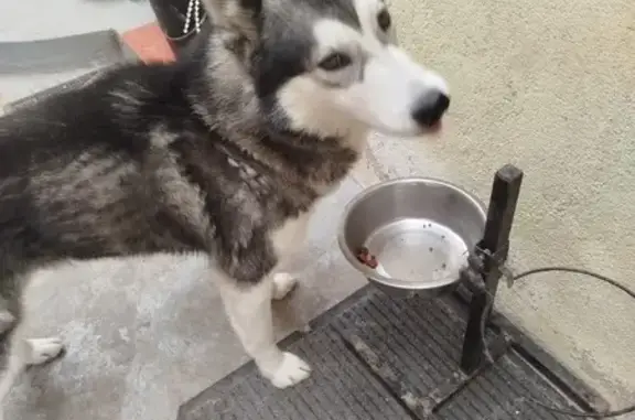 Chien perdu, Rue de la Vallée, 1, Celle-Lévescault, Paris - husky mâle noir et blanc - photo