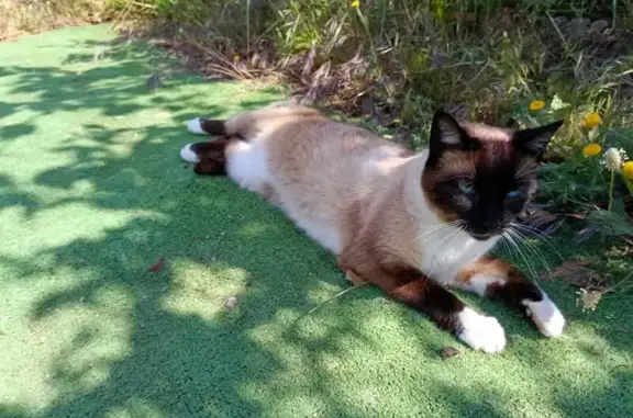 Perdido gato hembra, Diseminado Rescate Pol 4, 325J, Granada, Almunecar - siamés con patas blancas y vientre blanco - photo