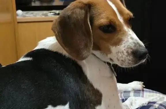 Perdida perra hembra, Bajada de Polio, 3, Santander - beagle muy asustadiza - photo