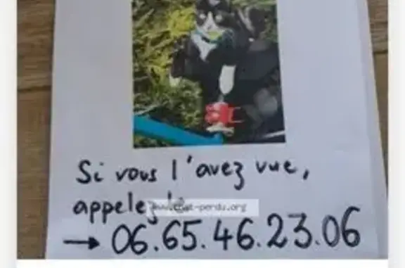 Animaux perdus L'Isle-Jourdain, photo: Chat perdu, Boulevard Marceau, 5612A, L'Isle-Jourdain - femelle pucée et peureuse