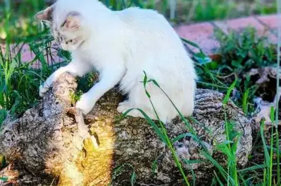 Perdido gato hembra en Camí de les Puntes, Reus, Barcelona - gata jovencita con chip - photo