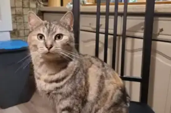 Perdu chat femelle, Route de Donissan, 68, Listrac-Médoc - chatte de 8 ans, très peureuse - photo