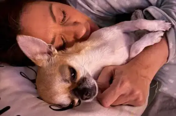 Perdido perro masculino, Passeig d'Europa, Pineda de Mar — chihuahua pequeño con arnés amarillo - photo