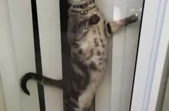 Missing cat Yanchep, photo: Lost cat, male, Gouldian Circuit, Yanchep - tabby with a collar and two bells