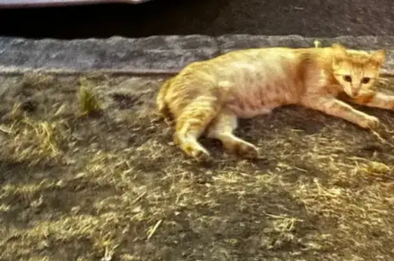 Gato encontrado Camas, foto: Encontrado gato hembra, Calle Real, 1, Castilleja de la Cuesta, Camas - gata anaranjada sin cola