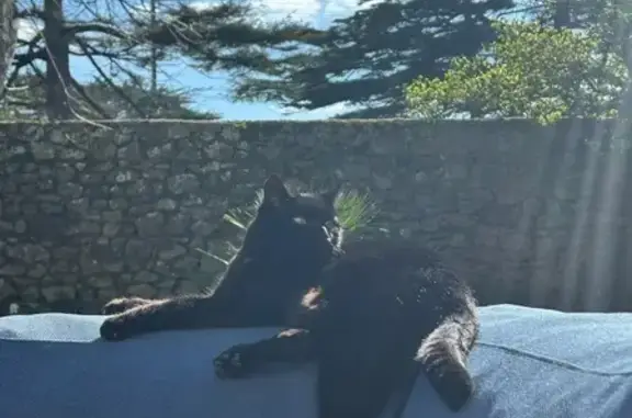 Chat perdu mâle, Allée des Genêts, Coutainville, Agon-Coutainville - pucé - photo