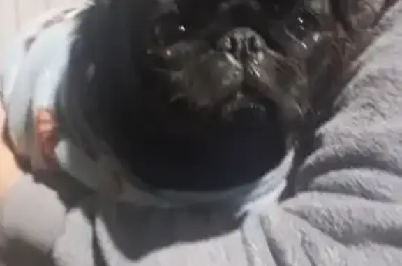 Cachorro encontrado Fêmea (brf...