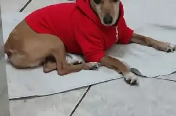 Cachorro perdido Macho (brl002842) - photo