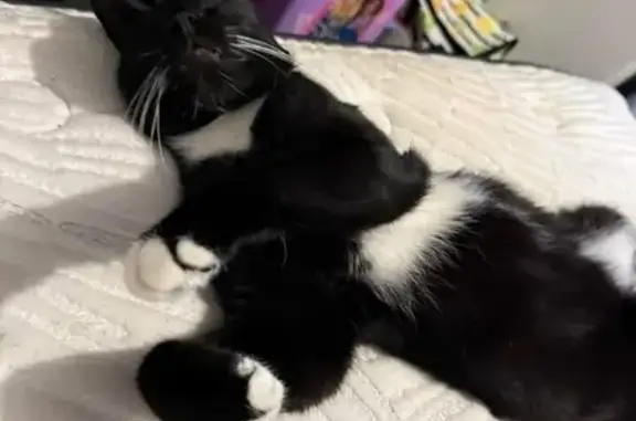 Lost cat, Carr Place, Newcastle, Sydney - male with black and white chest, belly, paws and back legs - photo